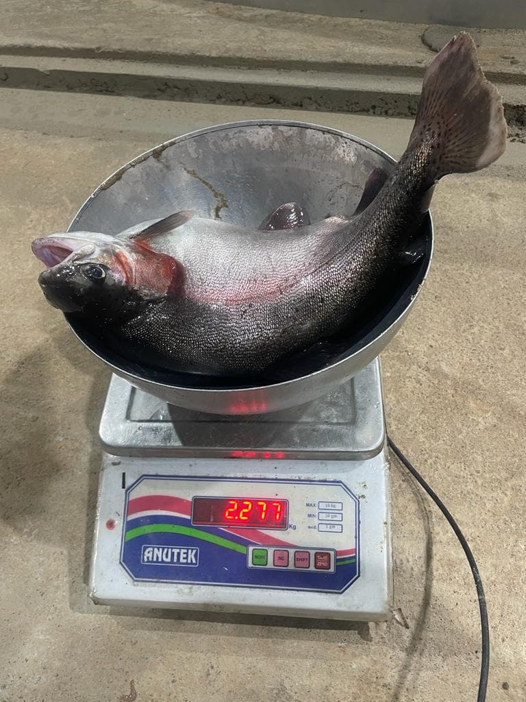 Seafood Processing Technology and Home Delivery - Smart Green Aquaculture process illustration